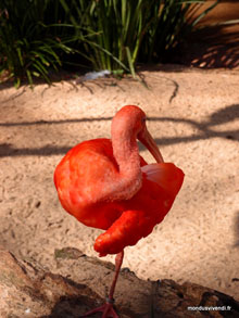 Ibis rouge - Brésil